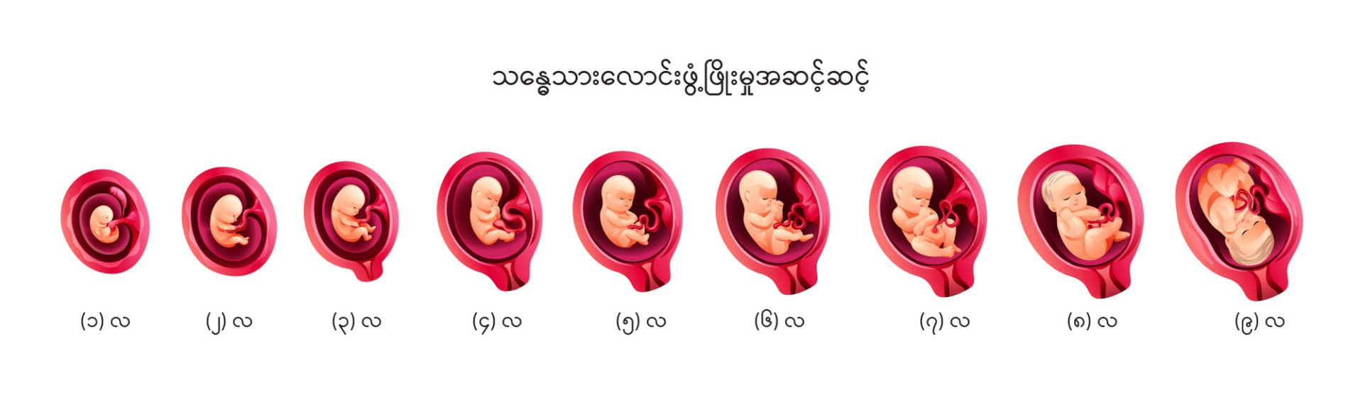 First thousand days of life (ဘဝအစ ရက်တစ်ထောင်) - CLL HEALTH