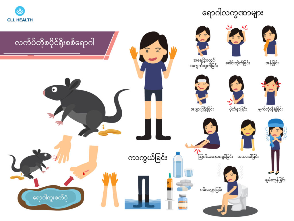 leptospirosis image1